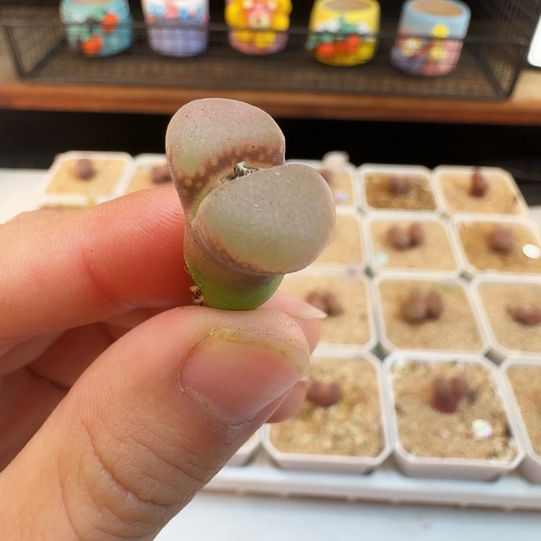 多肉植物福利风铃321