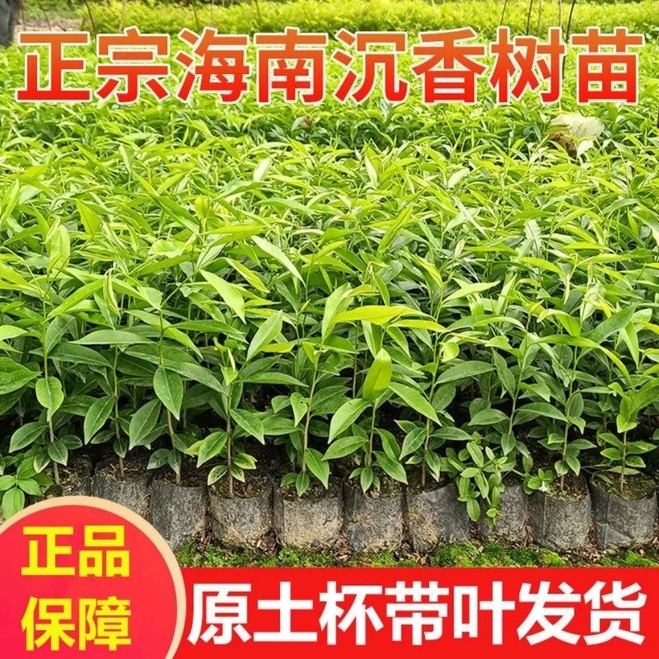 正宗海南沉香树苗 白木香树 奇楠沉香树苗 批发珍惜名贵庭院树苗