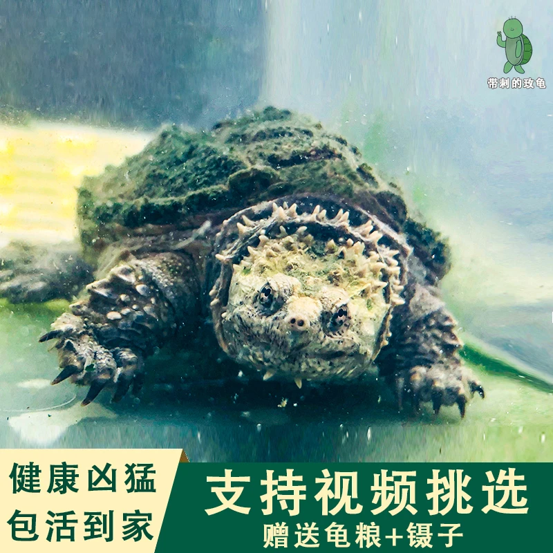 小鳄龟佛鳄龟宠物活体龟鳖