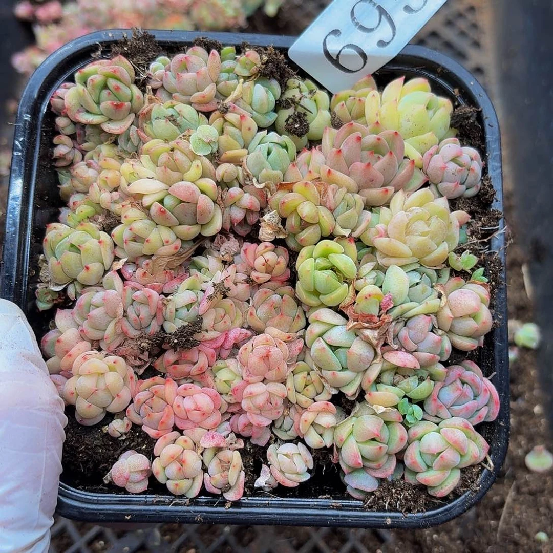 多肉植物多肉植物695