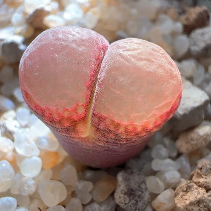 w282。优选c10X贝瑞公主2年 88折后价