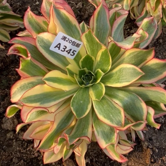 魅影345多肉植物