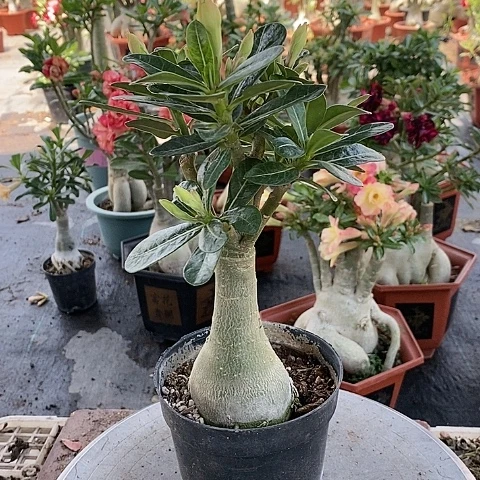 【闪购商品】无花朵阳***女绿植