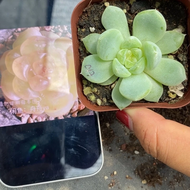 上盆黄甜心t10一个多肉