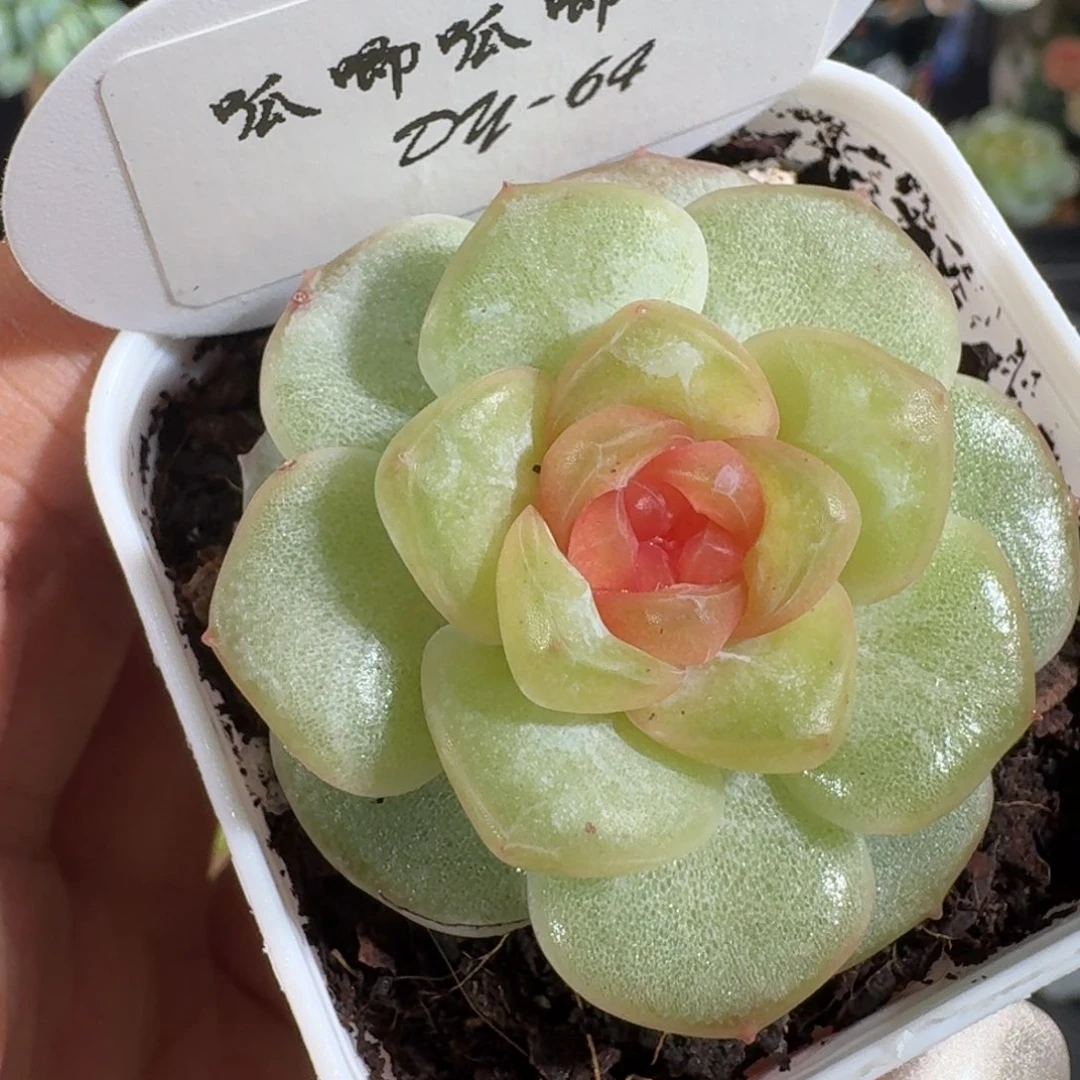 0715-064-瑰夏单头