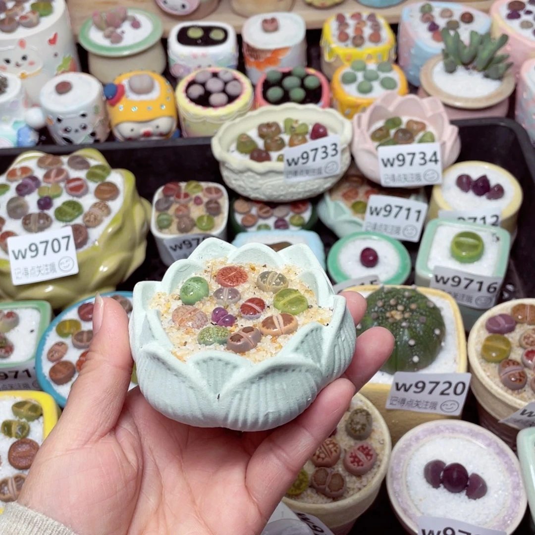 w9735-零下地区拍保温箱-15支持寄养