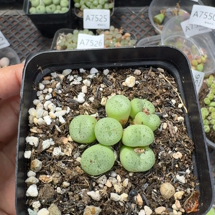 7559 生石花和肉锥