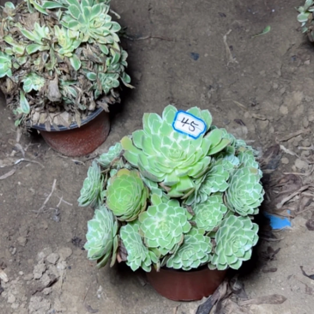 【闪购商品】水蜜桃45