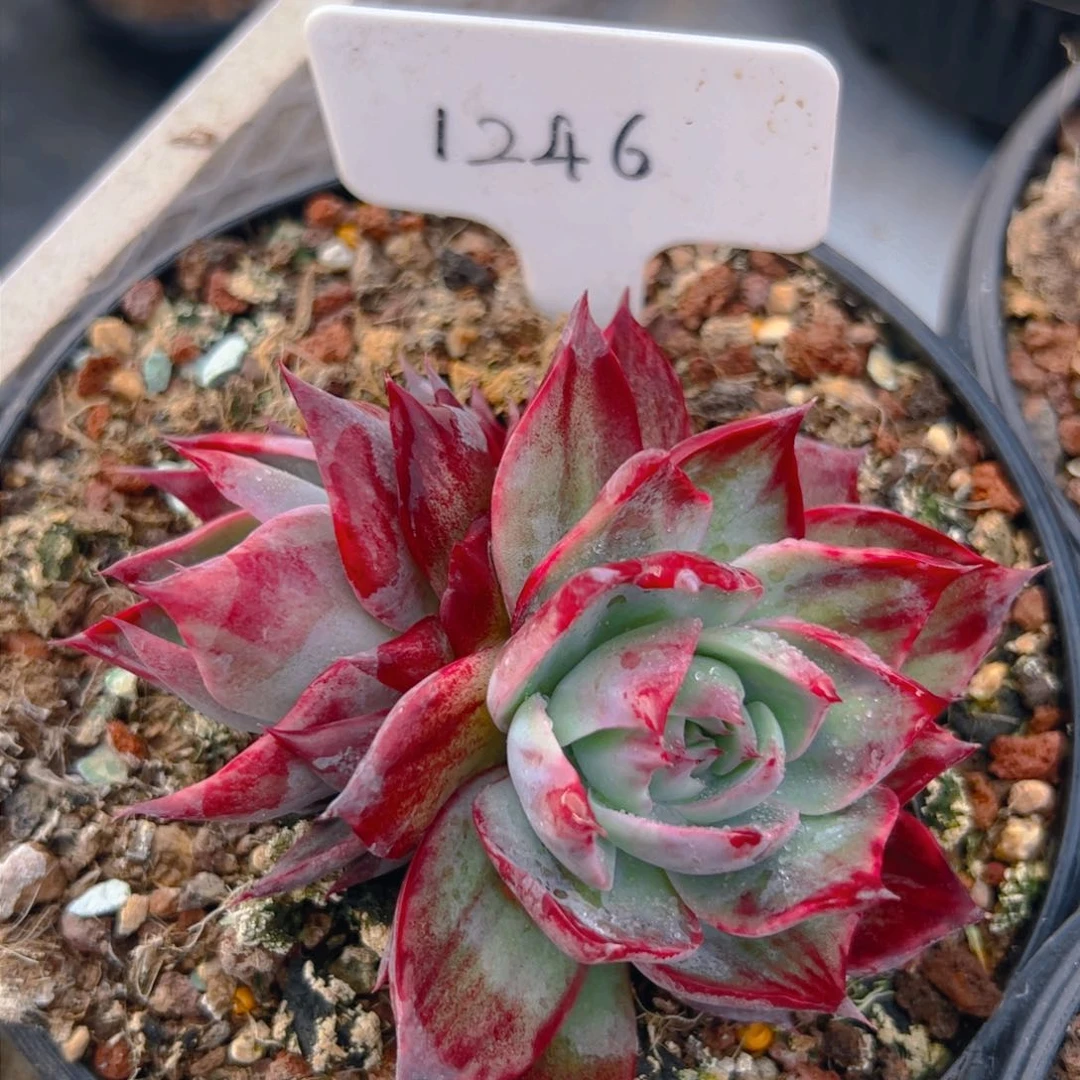 婧**汐惊鸿仙子一物一拍1246号