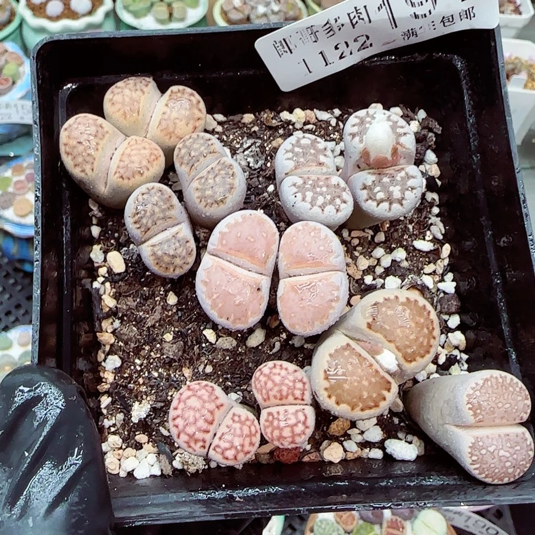 生石花满18包邮1122-191