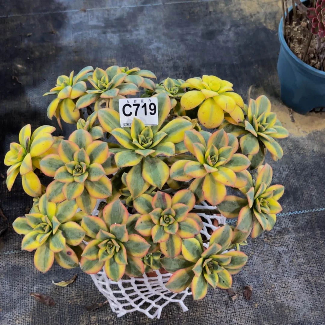 【闪购商品】71900星爆