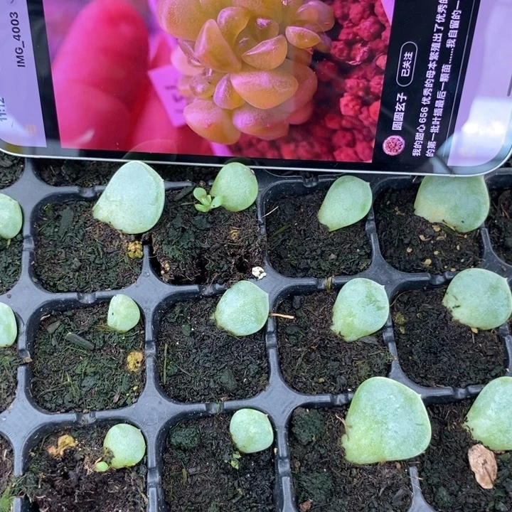 甜心656芽苗一个多肉