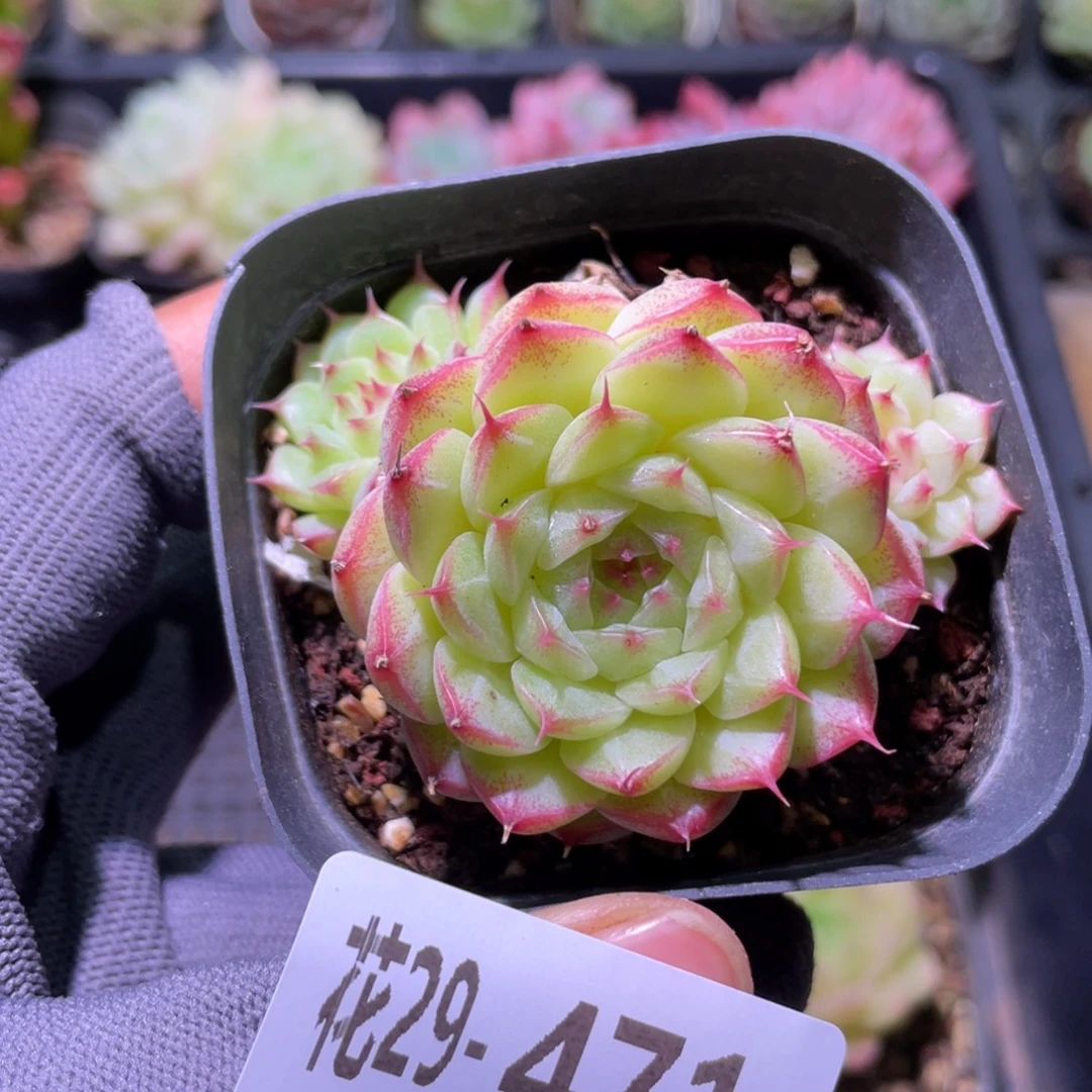 花利美29-471海王