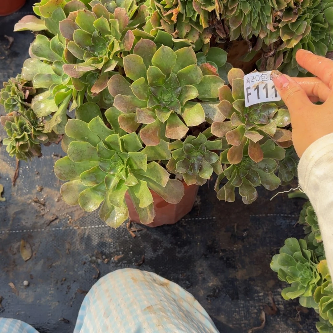 111多肉植物捧花的时候