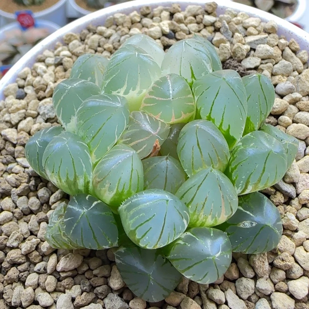 225号大型霓虹灯一物一拍带盆土