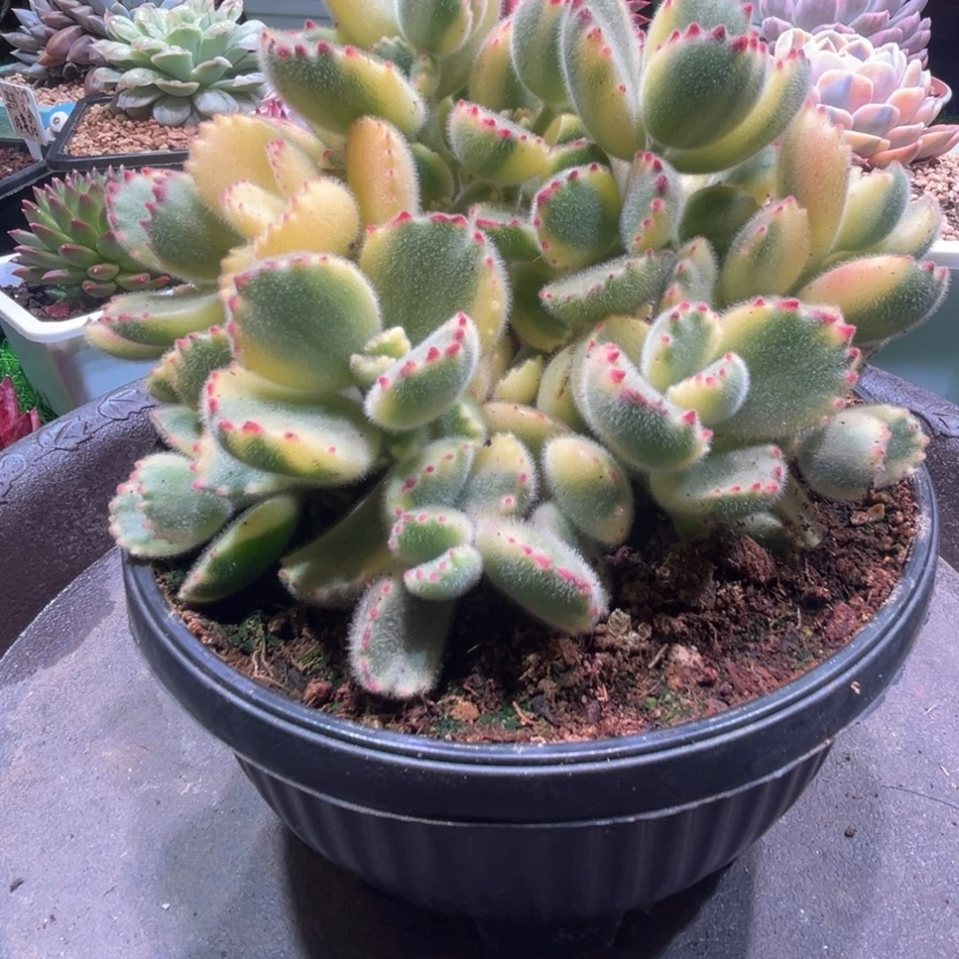 熊童子，一物一拍。