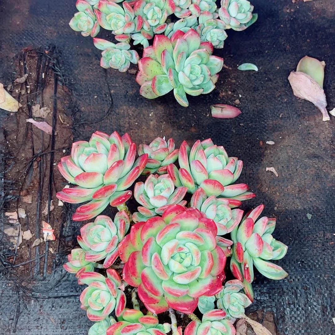 拉萨自然群生一物一拍