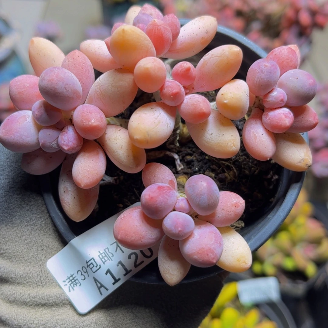 1120香水手指奶9厘米多肉