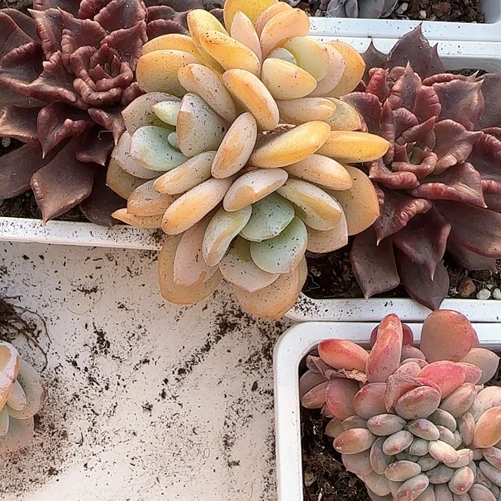 心****师青蛙王子儿童牙膏111