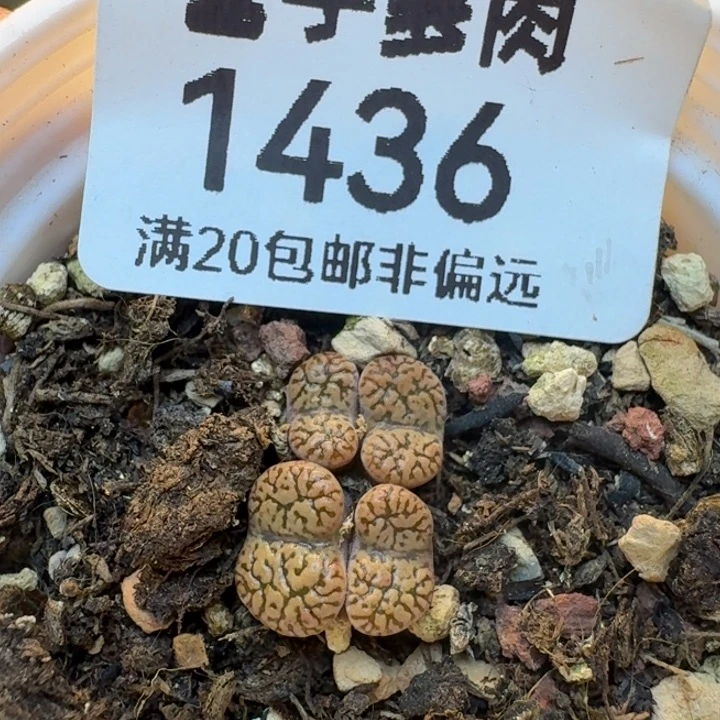 鸟哈尼4头带盆土。