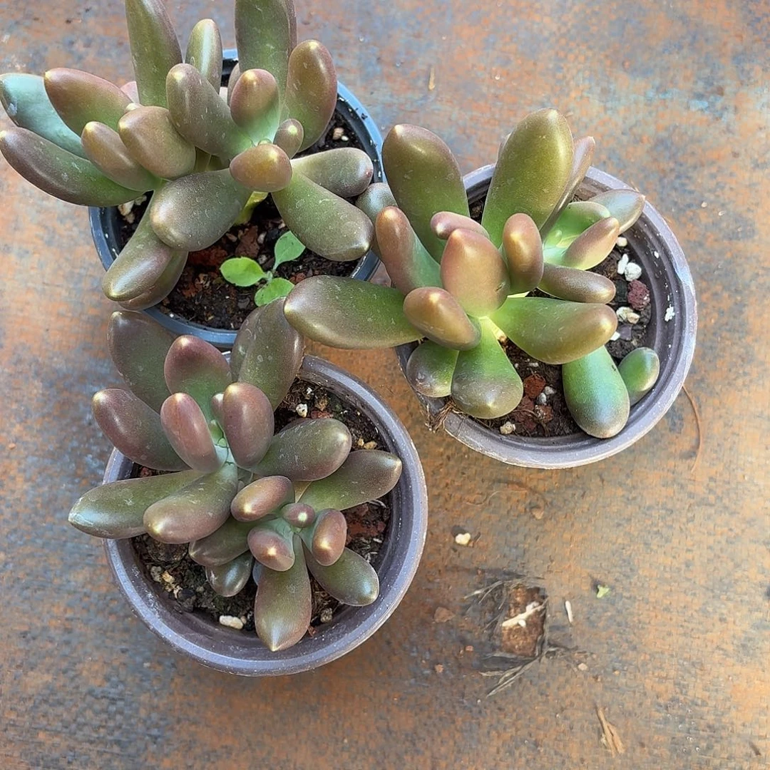 多肉植物芒果奶苗