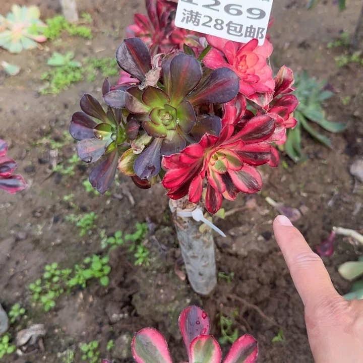 1269三号棚嫁接红钻母本F