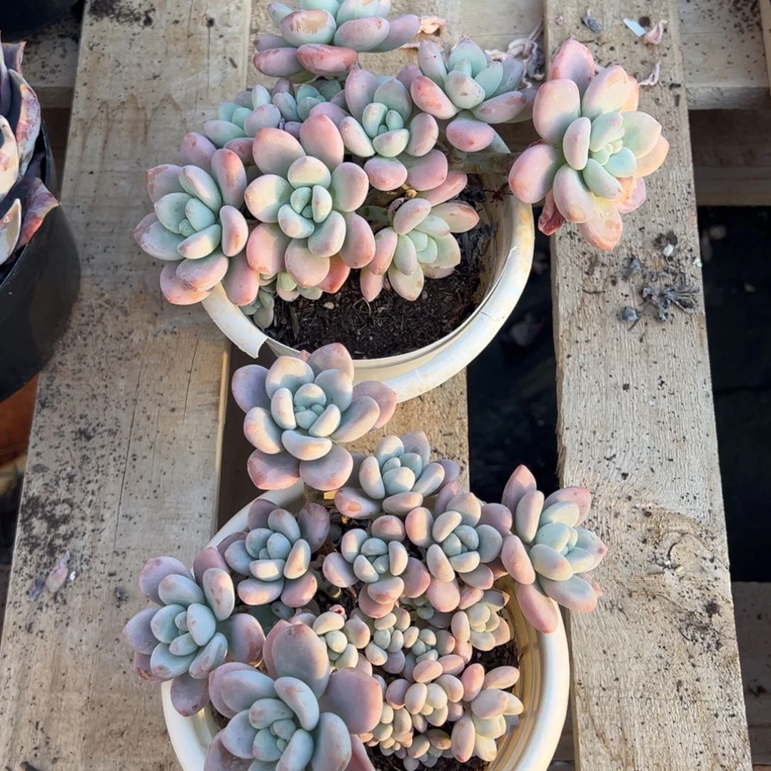 香水洛神，16公分左右