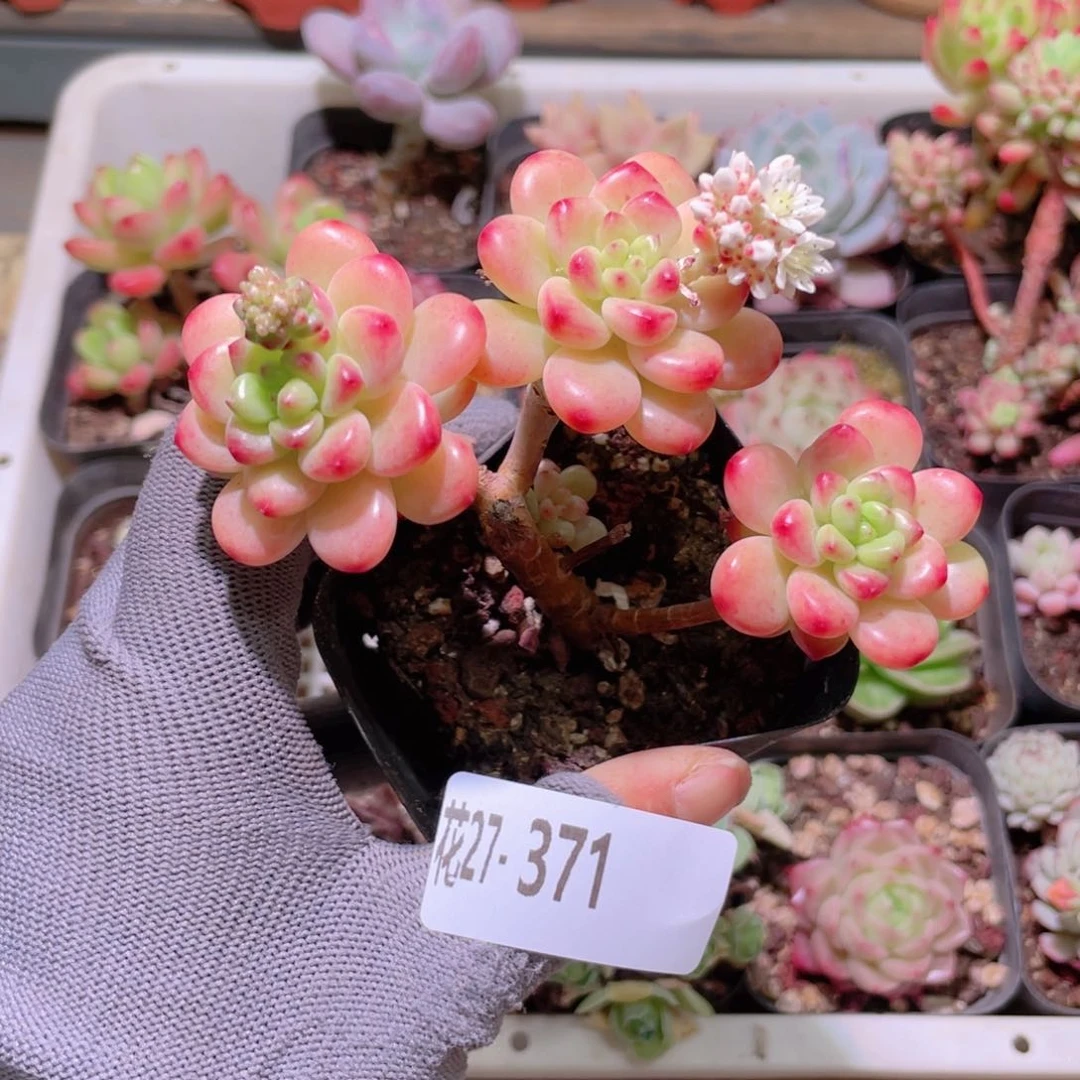 花利美27-371香格里拉