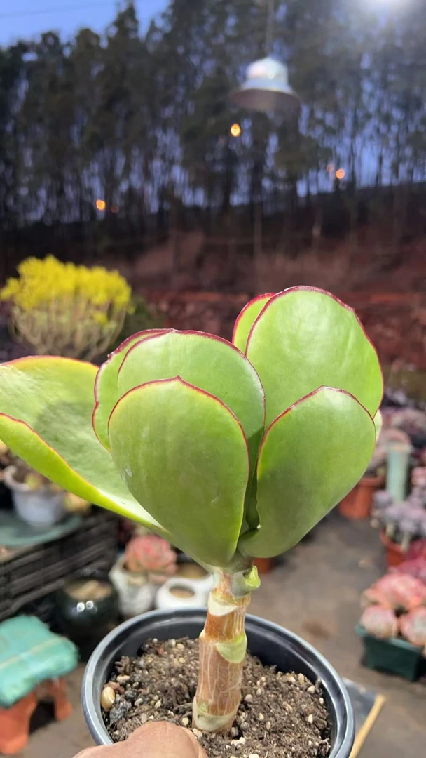 精品多肉   青梅竹马