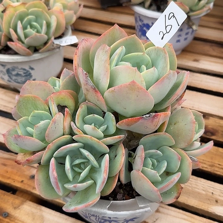 顺**?269血凤脱土发不寄养