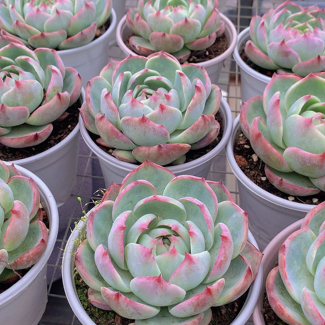 宽叶惊鸿2346778990000