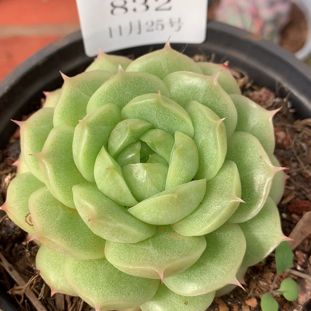 【闪购商品】云832号