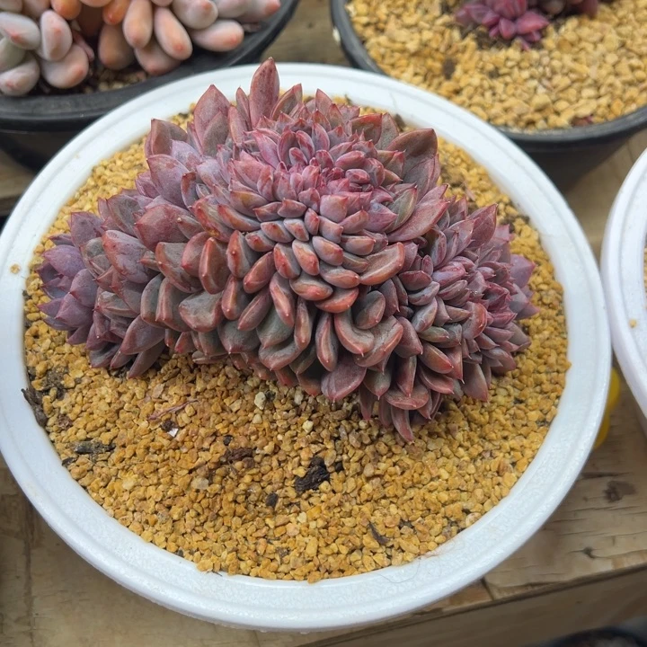 黑曼巴缀化 夏鸣园艺