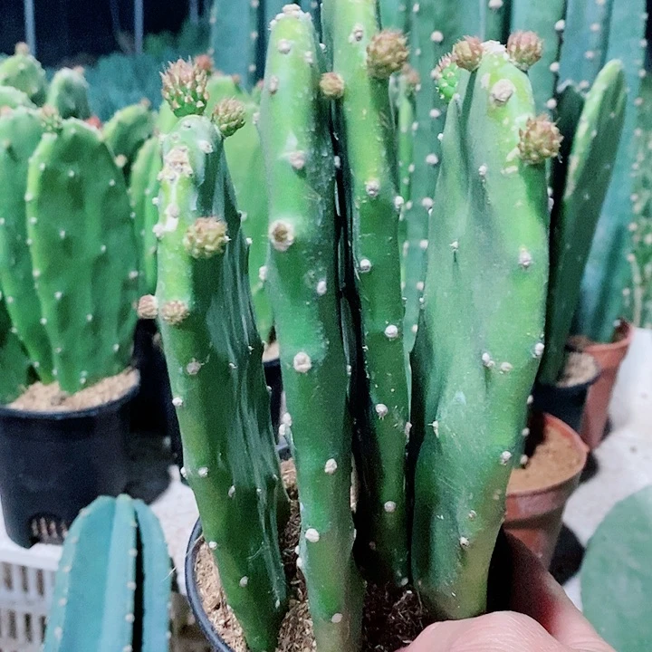 4片原盆发货胭脂仙人掌花苞不售后