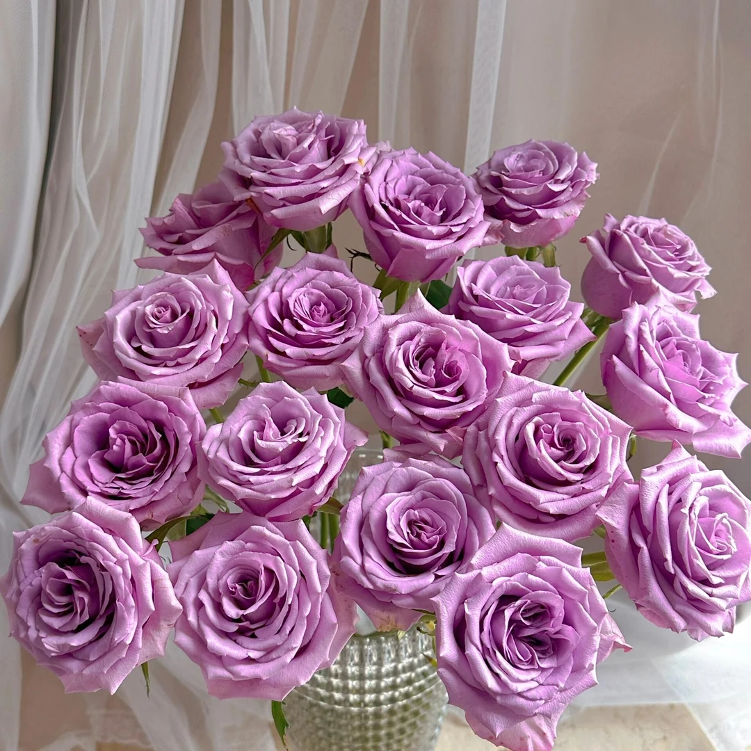 紫霞仙子 玫瑰 收到花需要醒花 0° 云南直发