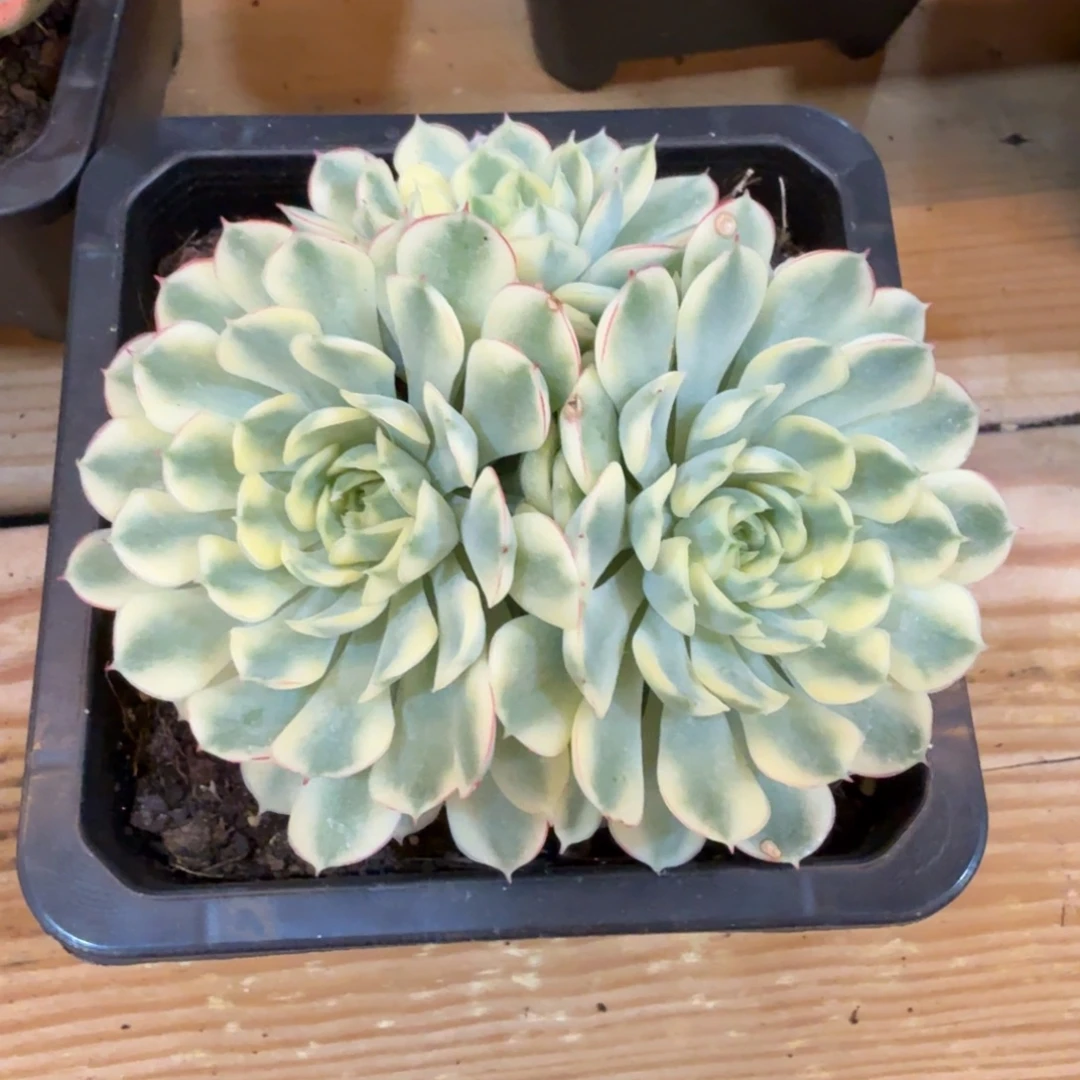 梦幻玫瑰 安吉园艺锦