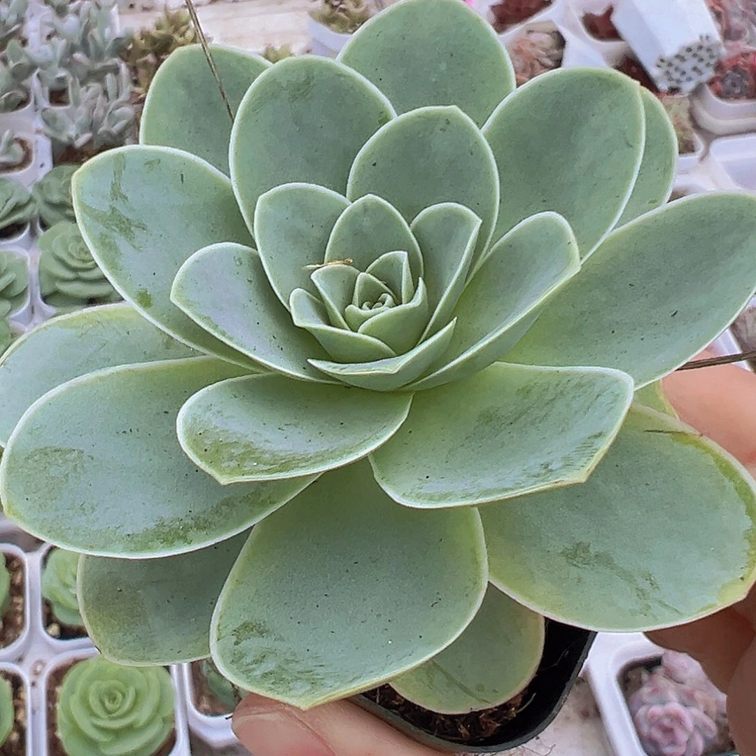 老桩粉耶罗19包邮多肉