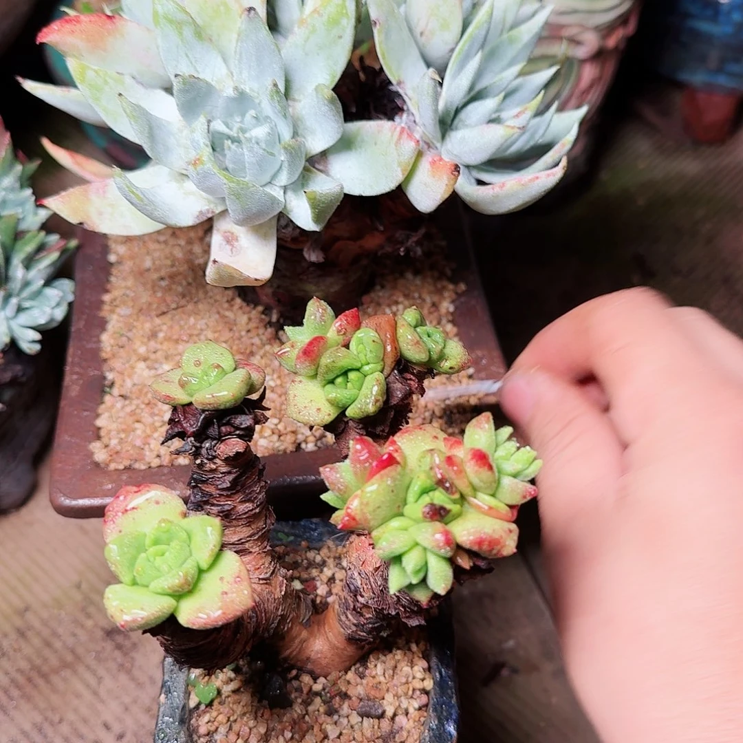 1741两颗仙女杯多肉