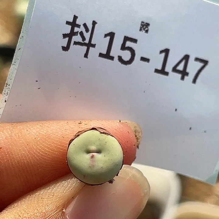 15-147嘴多肉植物