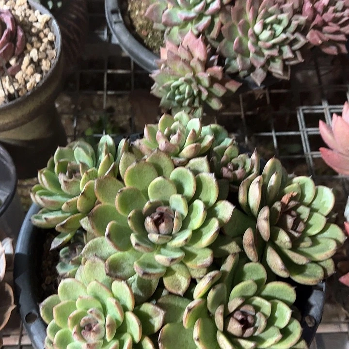 大盆黑水晶多肉植物