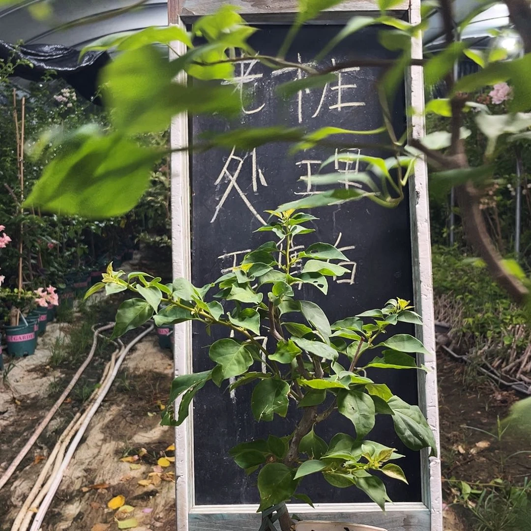 完全开放三角梅三角梅24