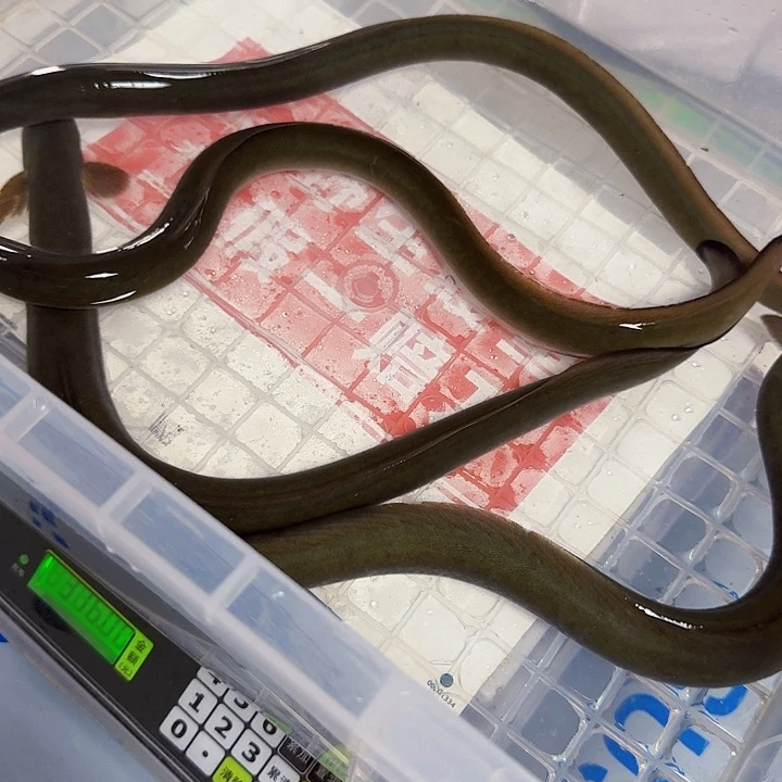 野生鳗鱼一斤八两多、包活