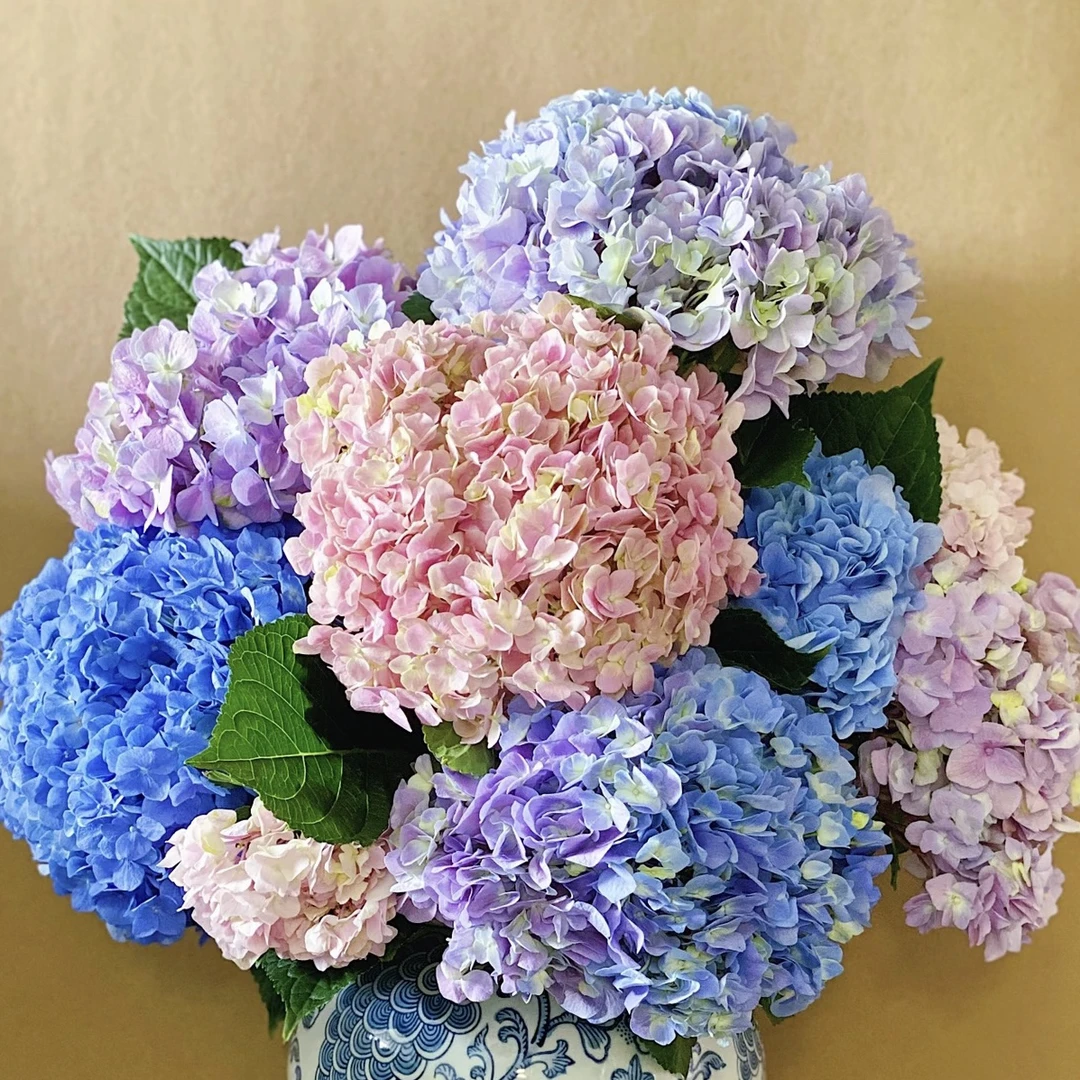 绣球花 盆栽花卉 （一物一拍）专属链接好养护昆明基地直发