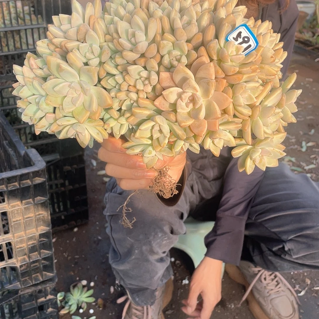 591 一物一拍淡雪缀