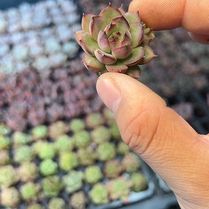 珊果珍妮 满10颗包邮