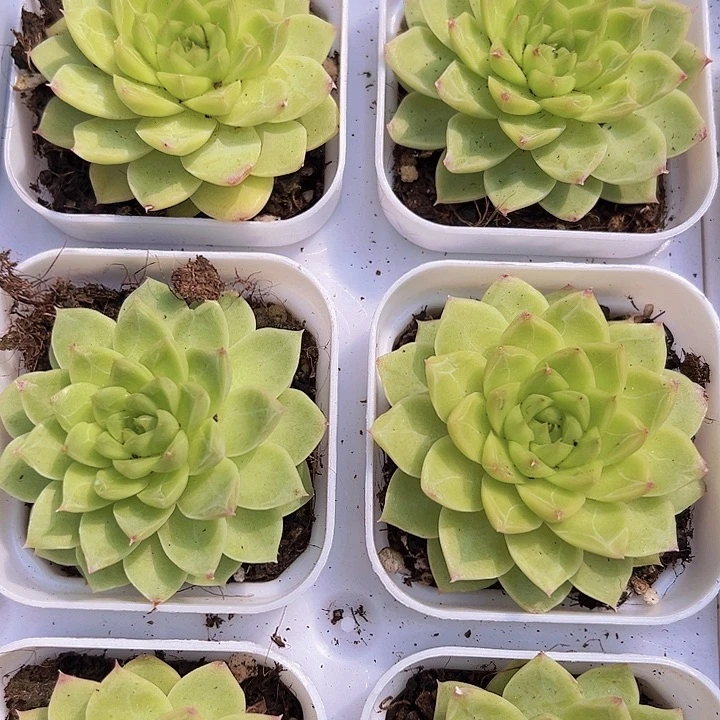 黄麦杆19包邮多肉植物
