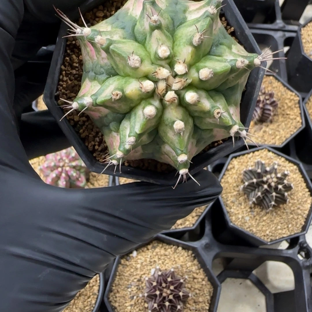 实生海神带盆土发货