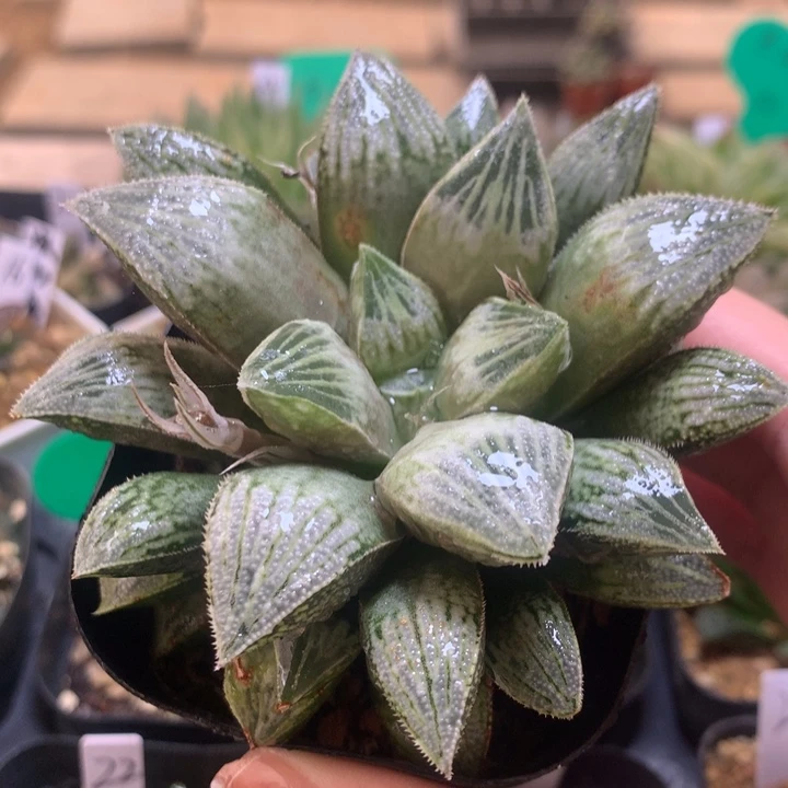 银叶之前寿一物一拍