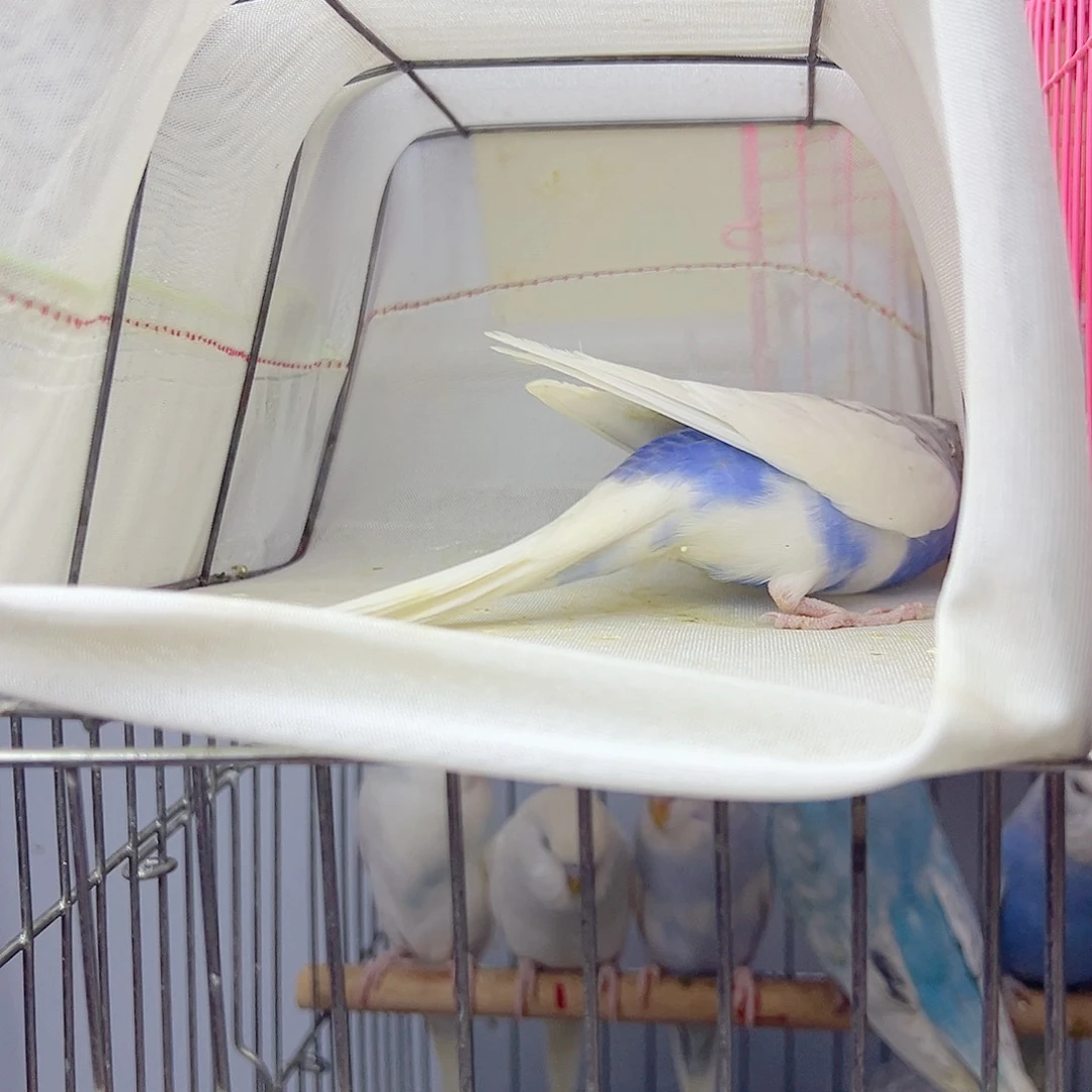 虎皮鹦鹉大头啊啊啊啊啊啊