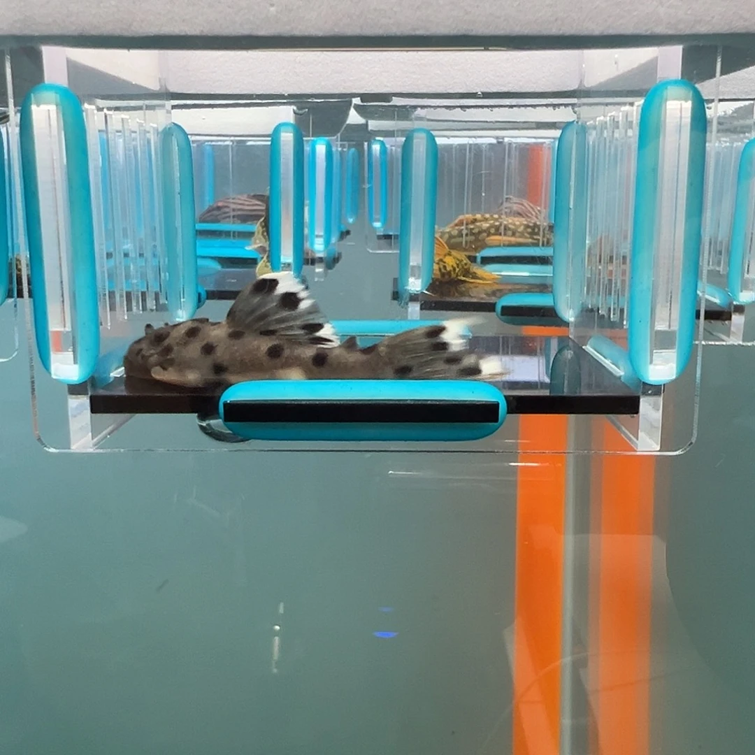 清道夫录完整开箱视频、入缸后不包损6.3